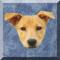 Picture of Zoey Dog. Zoey will blink if she likes you.
